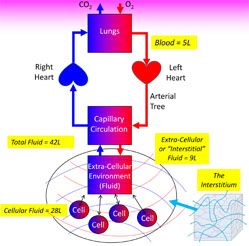 Interstitium