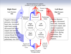 cardiac coherence breathing scientific american