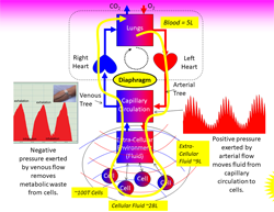 Coherent Breathing Is A Circulatory Function