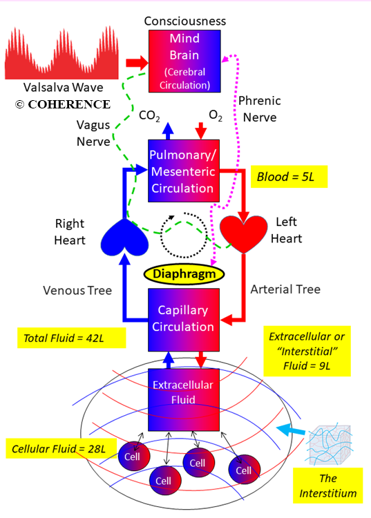 Coherent Breathing Model Of Circulatory System