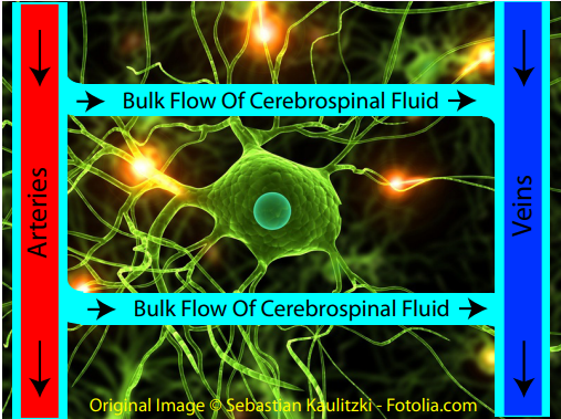 Cerebrospinal fluid flowing through brain.