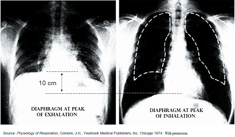 Figure 1: Human Chest Depicting Diaphragm Range.